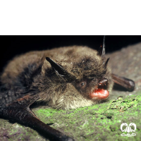 گونه خفاش سبیل‌دار Whiskered Myotis